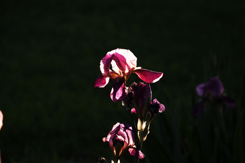 Backlit Iris, Alturas, California