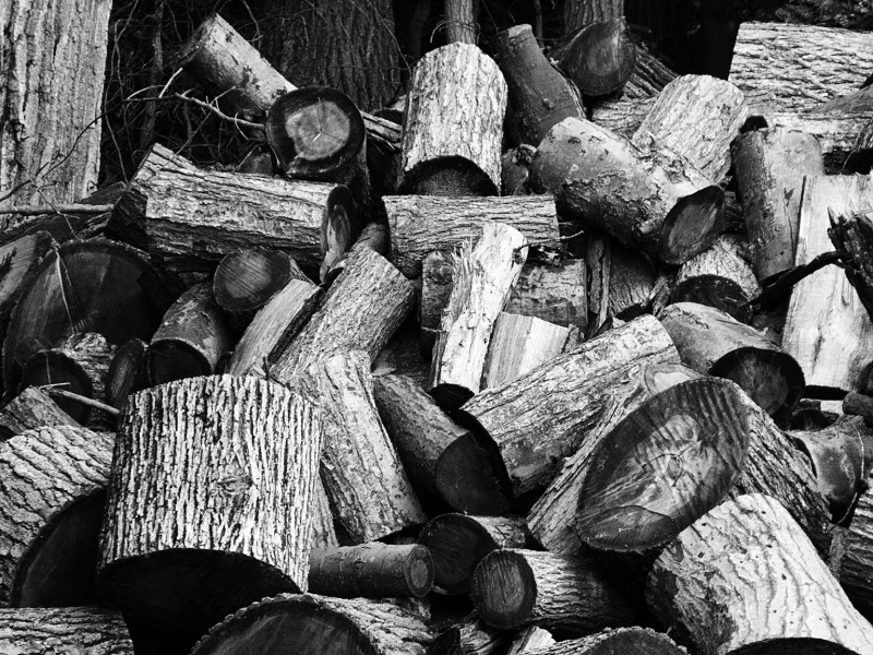 A Woodpile on our Morning Walkies Route
