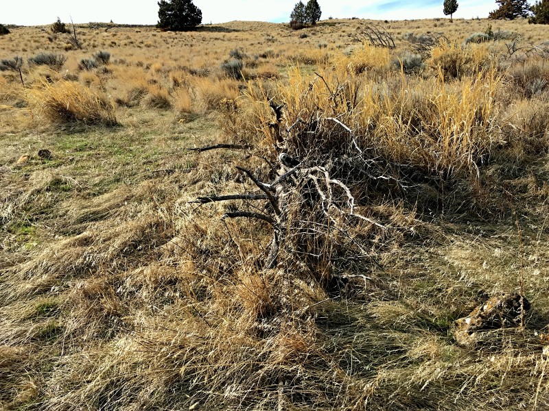 Near Shaniko, Oregon, was another "shoe tree." This one has also met its demise.