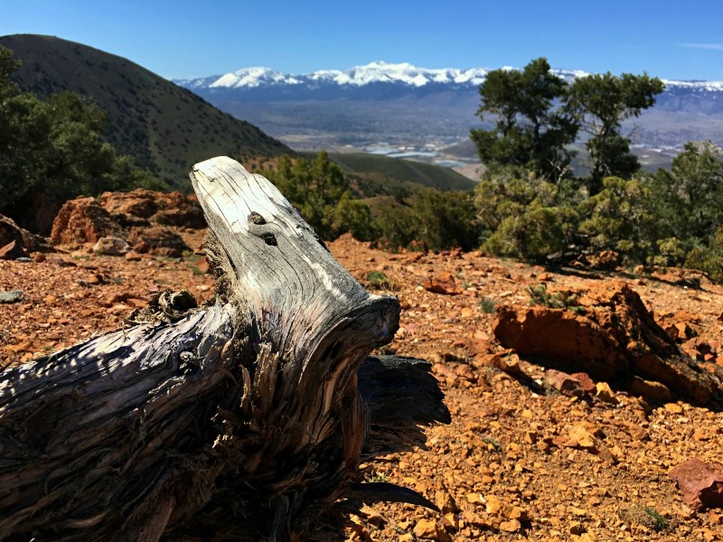 While hiking Friday about noon, the Girl and I hit the summit of the mountains east from Reno near Hidden Valley Regional Park. While walking the ridgeline, we came across this beat up old tree that asked me to take his picture. So, I did.