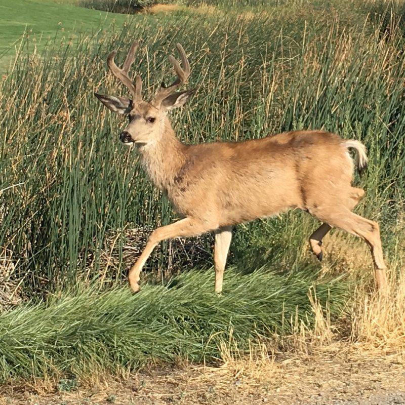 One morning when the Girl and I were on walkies, we came across this little buck. 