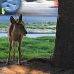 It's not a great capture, but it is what I got that Sunday morning when the deer came wandering by the Capitol Quadrangle.