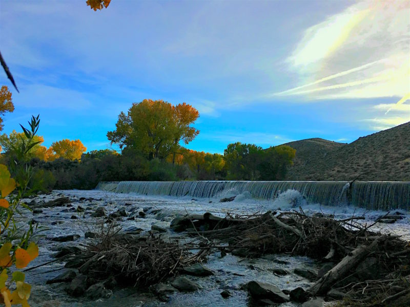 The Girl and I have really enjoyed our Carson Trail hikes. With the recent rains and cessation of irrigation, there is more water in the Carson River.