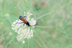 I found this on morning walkies Sunday and had to have an image.