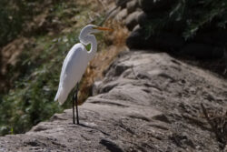 This beautiful bird, the Great Egret (Ardea alba), is one of the birds I see regularly on my walks along the Carson River. I was able to capture this wonderful photograph one day.