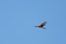 I often see one of these beautiful raptors working the sage and wetland area of Riverview Park in Carson City.