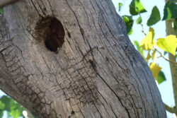 Although there are signs this hole was recently occupied, nobody was home.