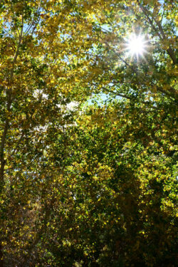 I so enjoy the fall colors. The air is turning brisk in the morning and the sun is dropping in the sky as we head toward the winter solstice. I love the fall season.