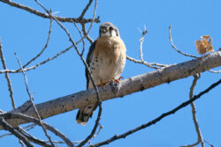 The American Kestrel (Falco sparverius) is the smallest raptor in North America.