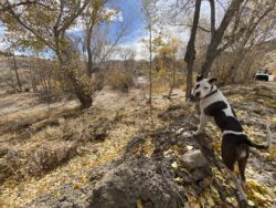 The leaves are mostly gone, with just a few stragglers hanging on. Between the sub-freezing temperatures and the recent winds, the trees have shed their fall colors and donned their winter garb.