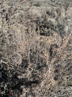 Perhaps you can see the sagebrush antenna now?