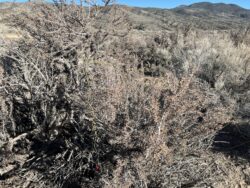 You'll have to look really hard, but there is an antenna in the sagebrush.