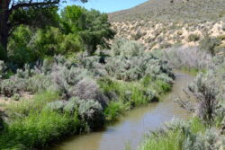 The Girl and I walked Silver Saddle Ranch again this morning. We stopped at the Mexican Ditch so she could swim a little. Happy Summer Solstice!