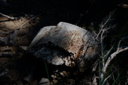 While on walkies with The Girl this morning, I found this chunk of wood and liked the light. Fuji X-T1, Fujinon 35/2.