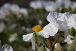 A grab shot from a morning walk at Silver Saddle Ranch.