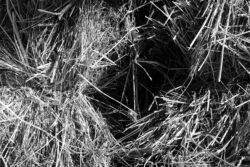 Alfalfa bales. Fujifilm X100S, f/4, processed to black and white in Iridient Developer.