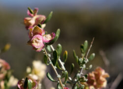 I am not <em>positive</em> this is Desert Peach, but it sure looks like it. I sure think these are pretty flowers and Nevada is alive with wildflowers this year.