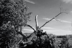 This poor cottonwood is hanging on, but it sure has seen better days. Capture with Fuji X100S, 23mm/2 at f/8.
