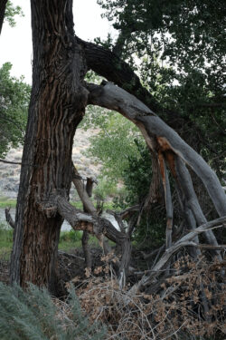 I would not have wanted to be below this tree when the limb failed.