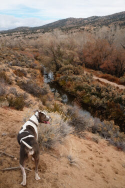 Sera overlooking the Mexican Ditch on Silver Saddle Ranch. Shot with the Fujifilm X100V 23mm f/2 at f/8 using Reggie's Portra-400 film simulation.