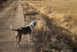Captured on walkies out at Silver Saddle Ranch with the Fujifilm X100V 23mm f/2 at f/8 using Reggie's Portra film simulation.