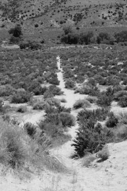 The well-worn trail from the sand pit to Mexican Ditch at Silver Saddle Ranch. Fujifilm X-T1, Fujinon 35mm f/2.8 at f/8. Raw image converted to Acros film simulation in-camera. Straight out of camera.