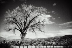 This rough capture was made with the Sony A7iii and the Zeiss 35mm f/2.8 at f/8. I did post-process the image on my iPhone 13 Pro Max using SnapSeed to produce a grainy film effect.