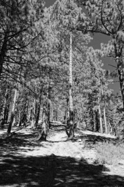 This was what I was looking at for the climb. Captured with X100VI, 2025-08-03 10:45:05, 23mm, 1/350sec, f/8, ISO-800, in-Camera Fujifilm Acros with Red Filter film simulation.